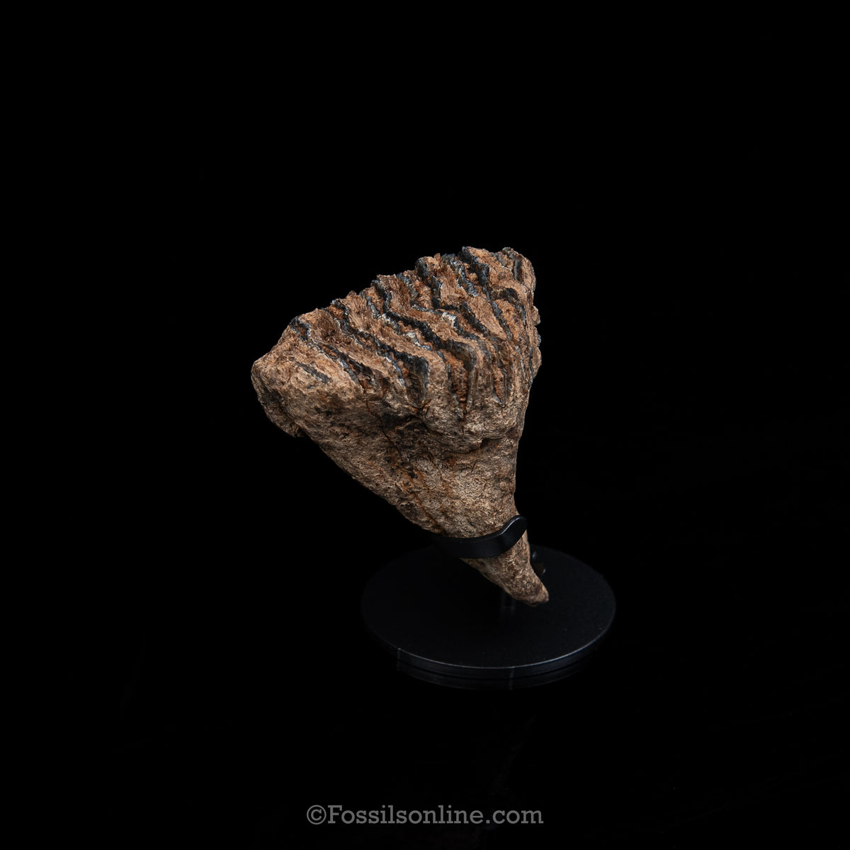 Juvenile Woolly Mammoth Tooth on Display Stand