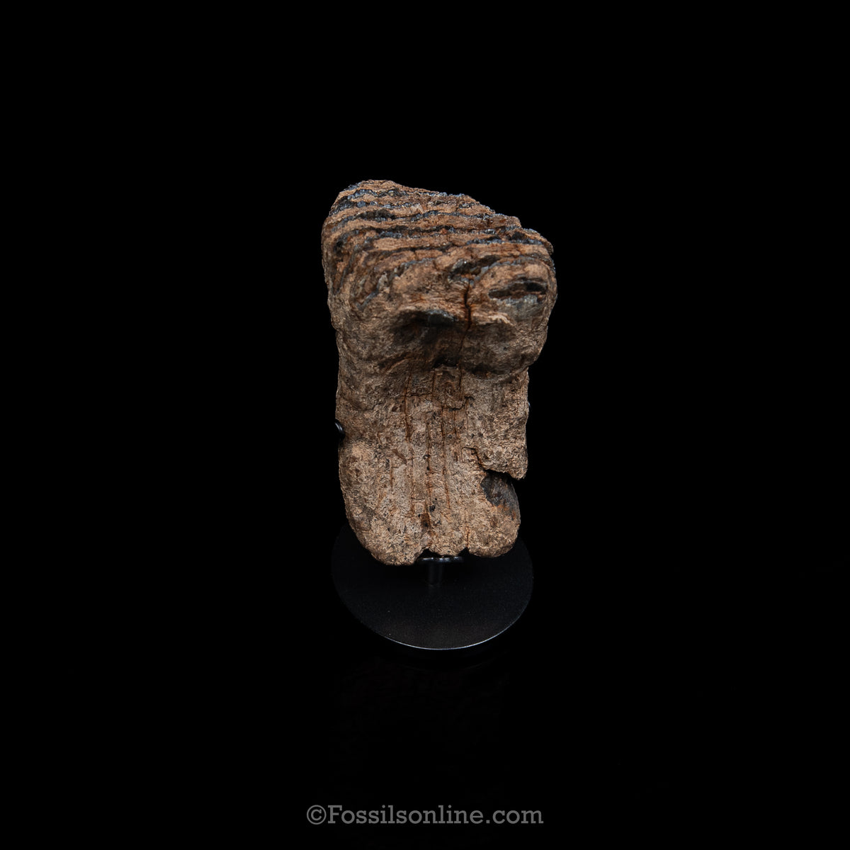 Juvenile Woolly Mammoth Tooth on Display Stand