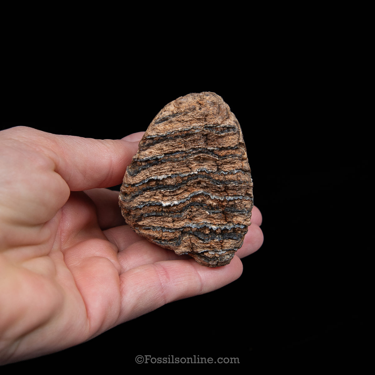 Juvenile Woolly Mammoth Tooth on Display Stand