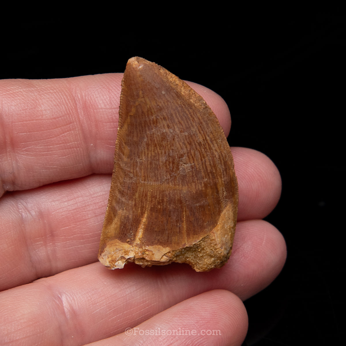 Carcharodontosaurus Tooth in a Display Case