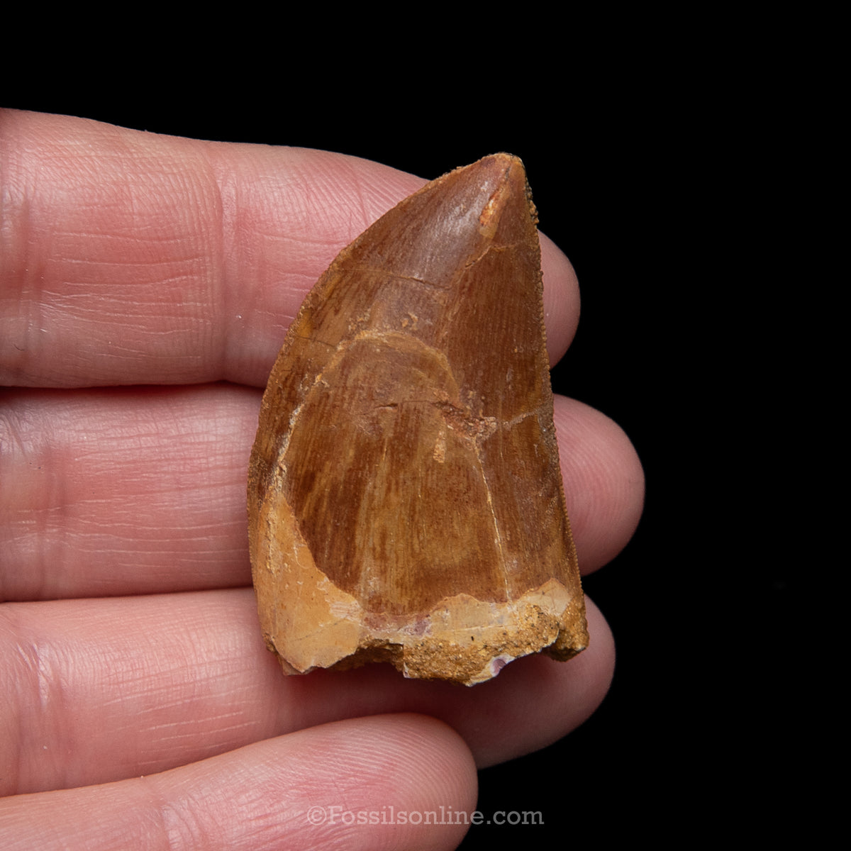Carcharodontosaurus Tooth in a Display Case