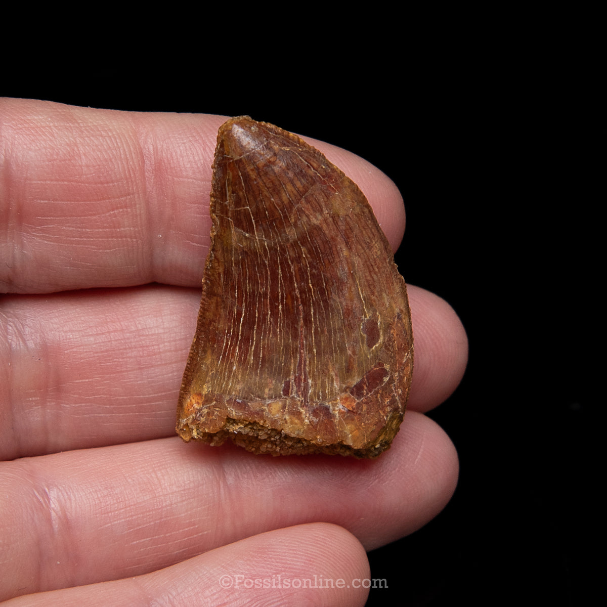 Carcharodontosaurus Tooth in a Display Case