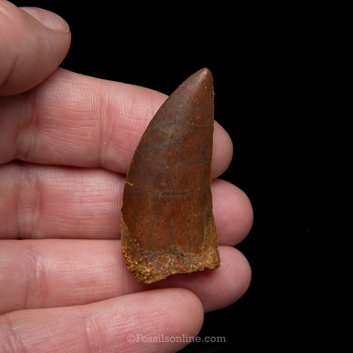 Carcharodontosaurus Tooth in a Display Case
