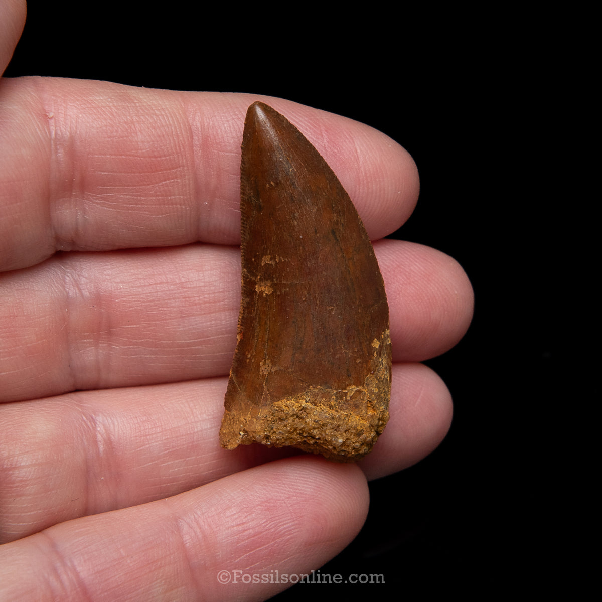 Carcharodontosaurus Tooth in a Display Case