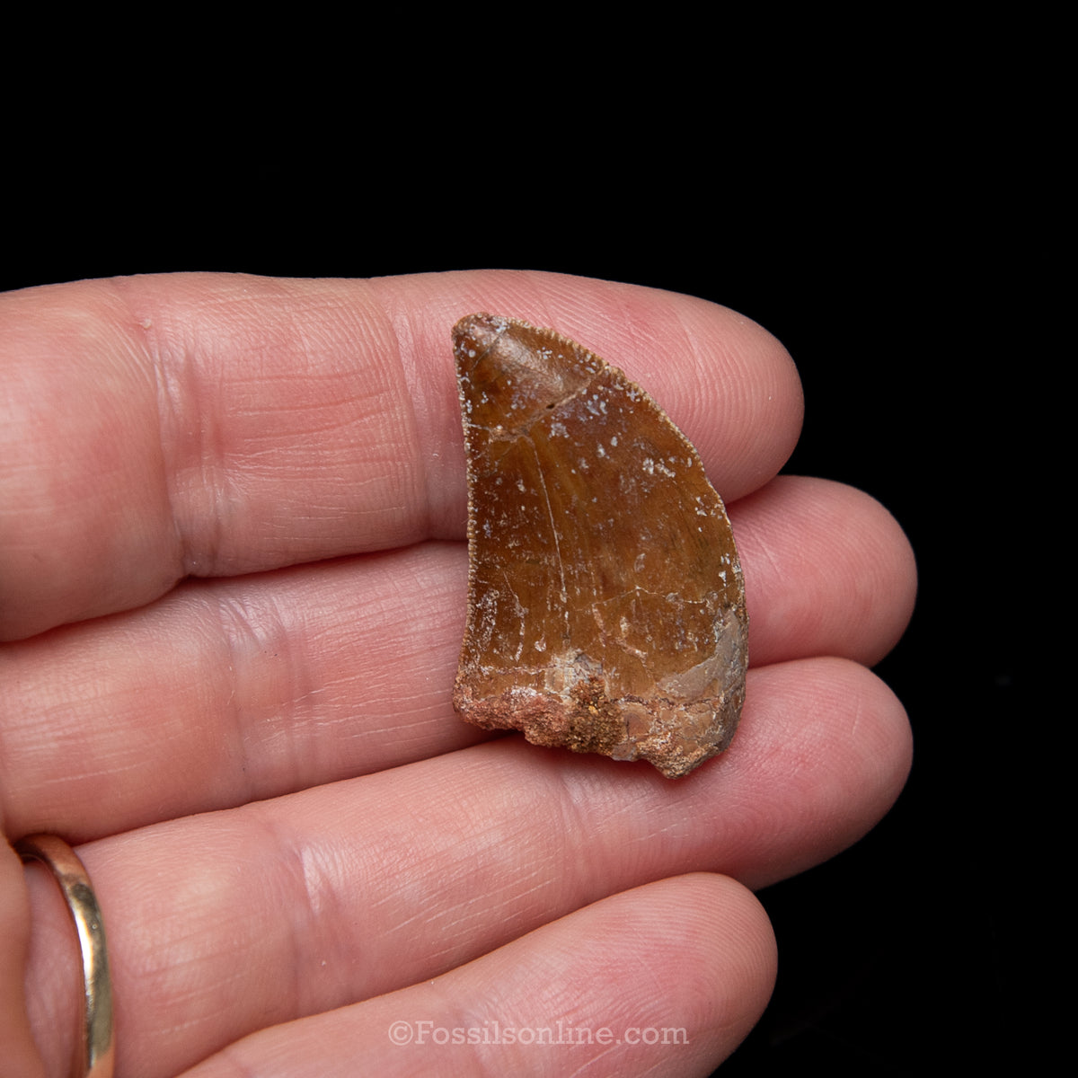 Carcharodontosaurus Tooth in a Display Case