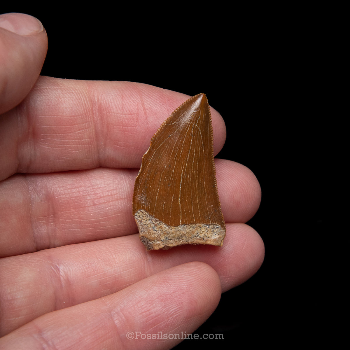 Carcharodontosaurus Tooth in a Display Case