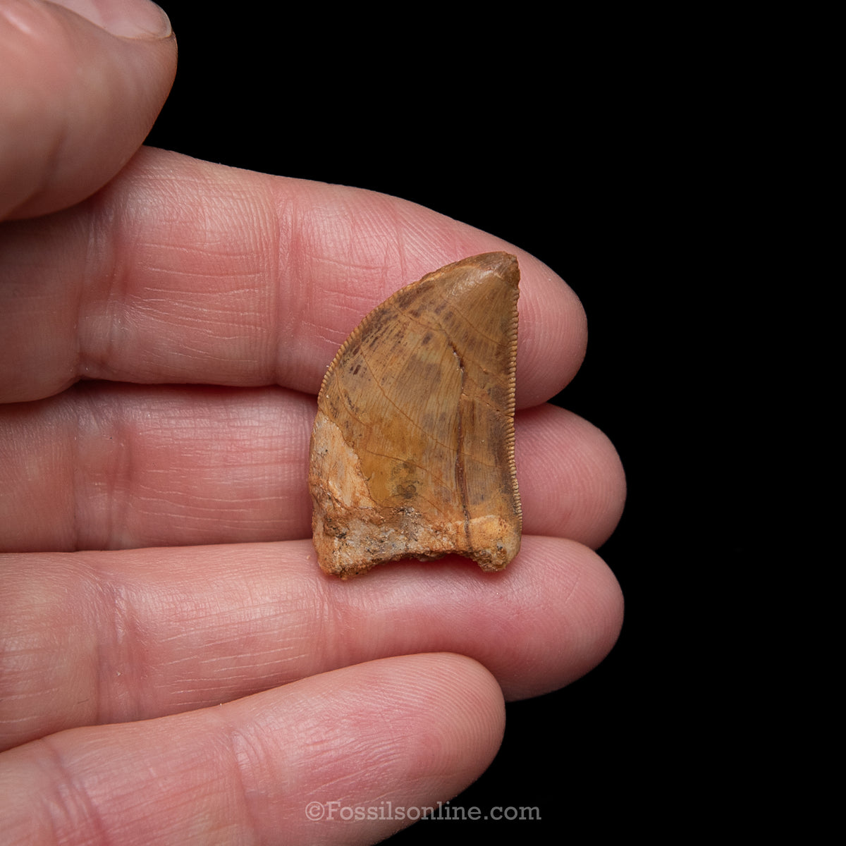 Carcharodontosaurus Tooth in a Display Case