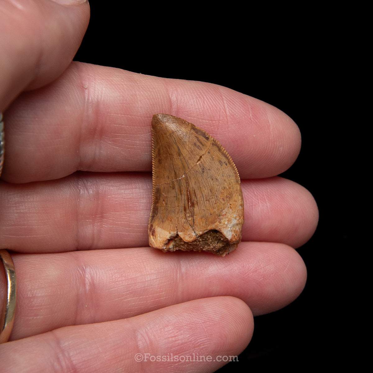 Carcharodontosaurus Tooth in a Display Case