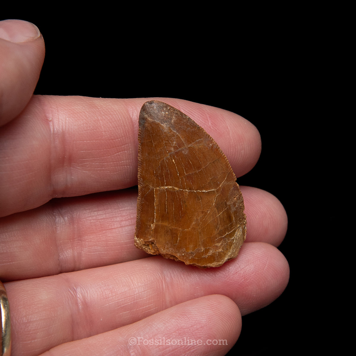 Carcharodontosaurus Tooth in a Display Case