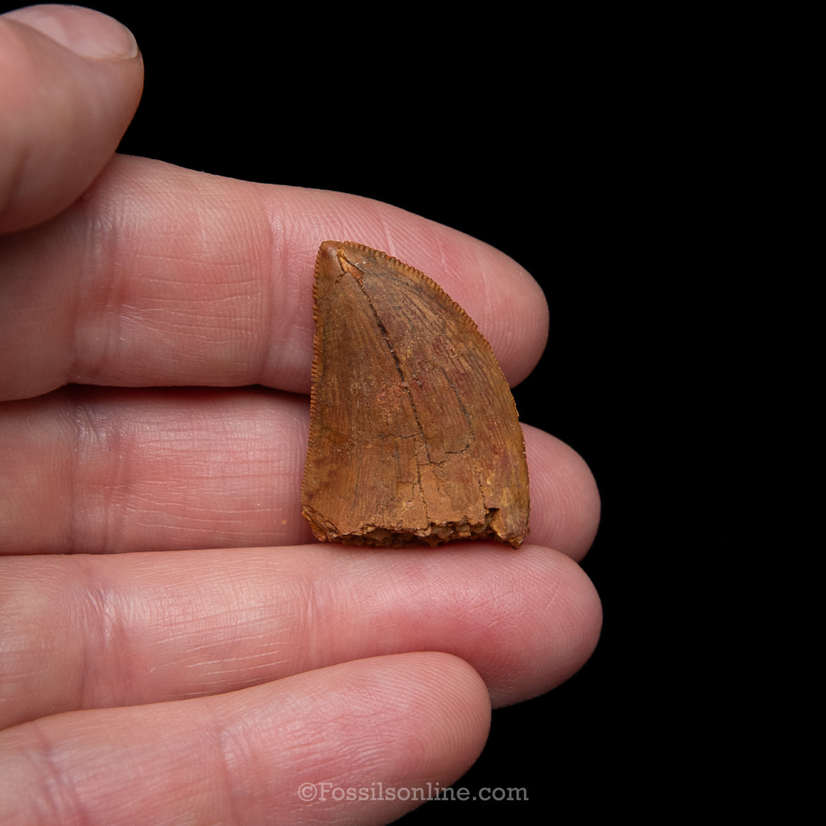Carcharodontosaurus Tooth in a Display Case