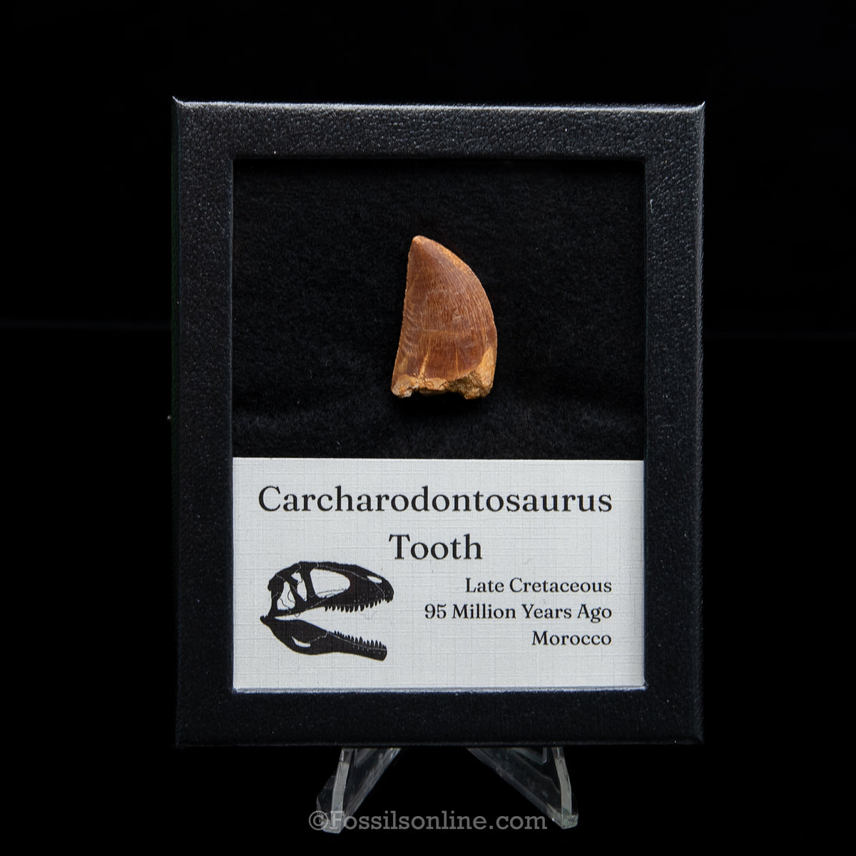 Carcharodontosaurus Tooth in a Display Case