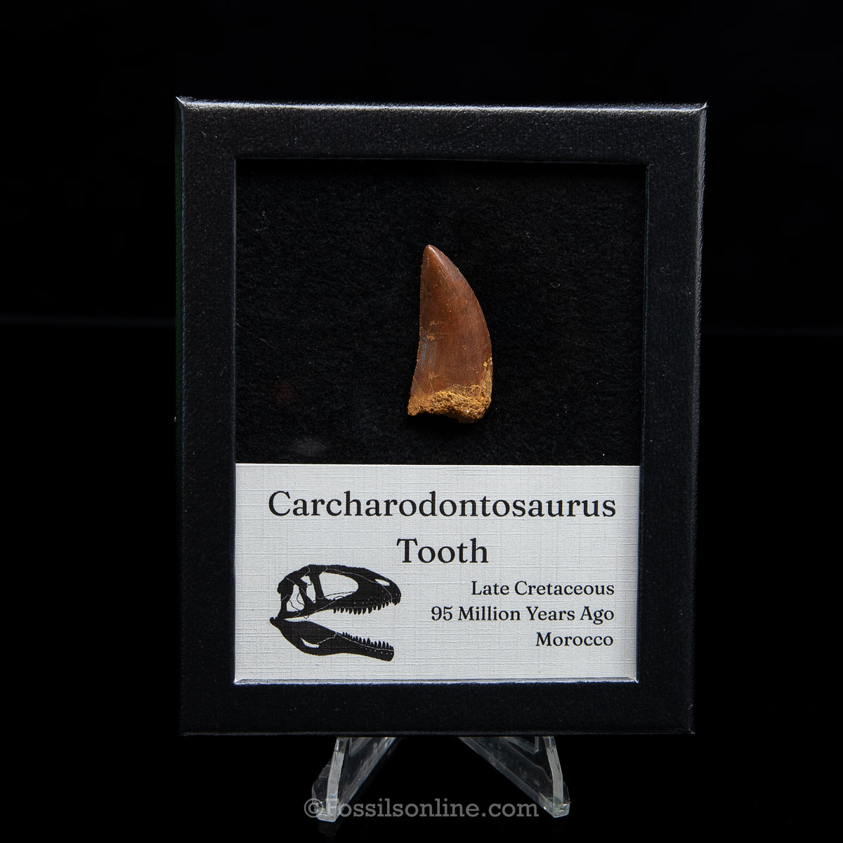 Carcharodontosaurus Tooth in a Display Case