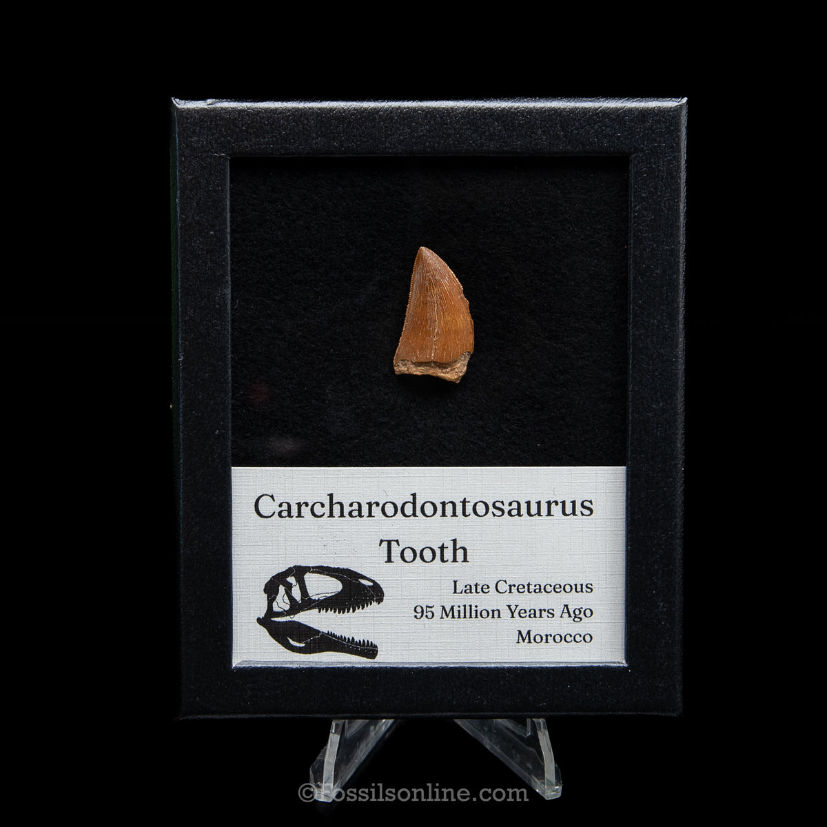 Carcharodontosaurus Tooth in a Display Case