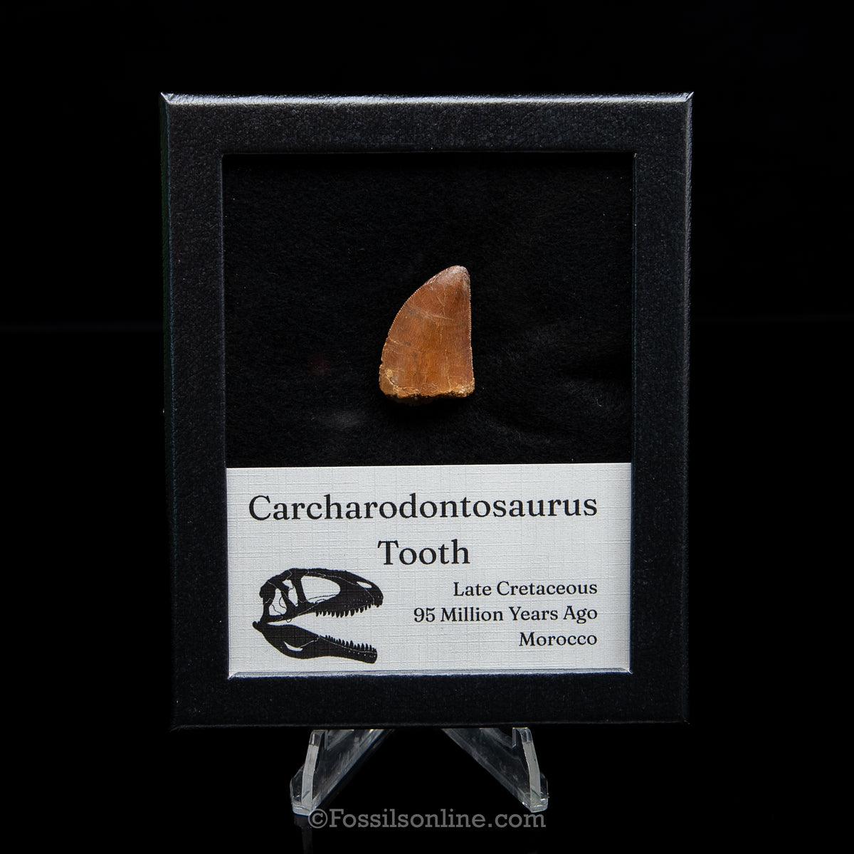 Carcharodontosaurus Tooth in a Display Case