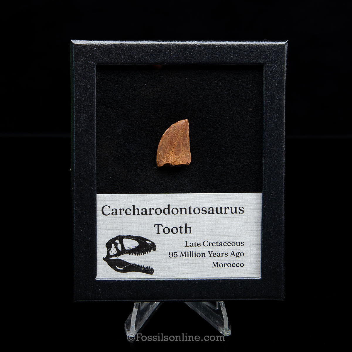 Carcharodontosaurus Tooth in a Display Case