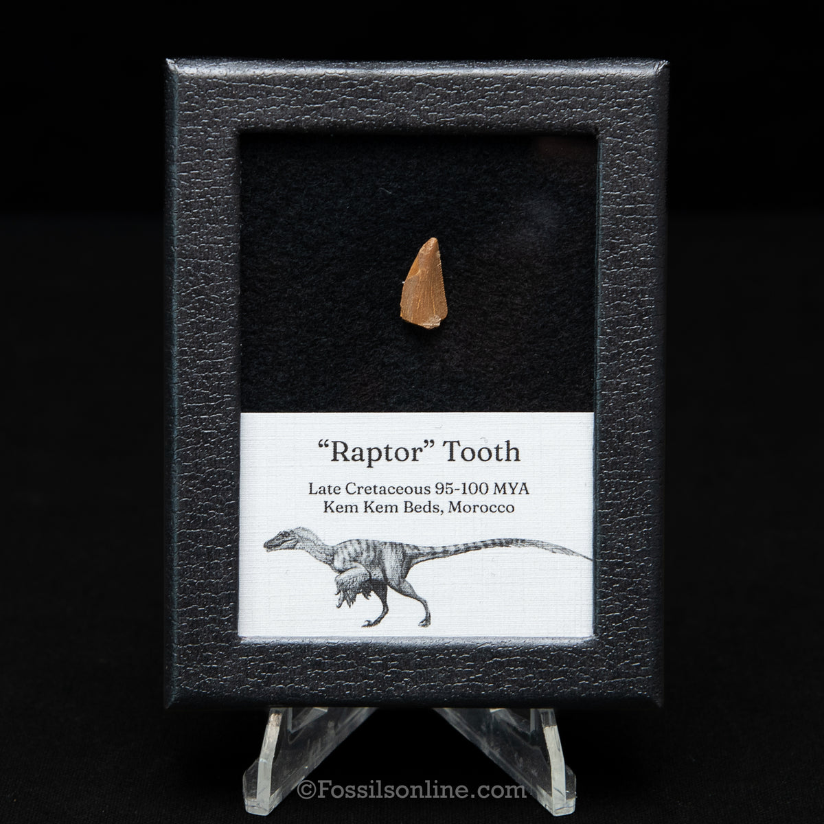 Theropod Dinosaur Tooth "Raptor" in a sm display case