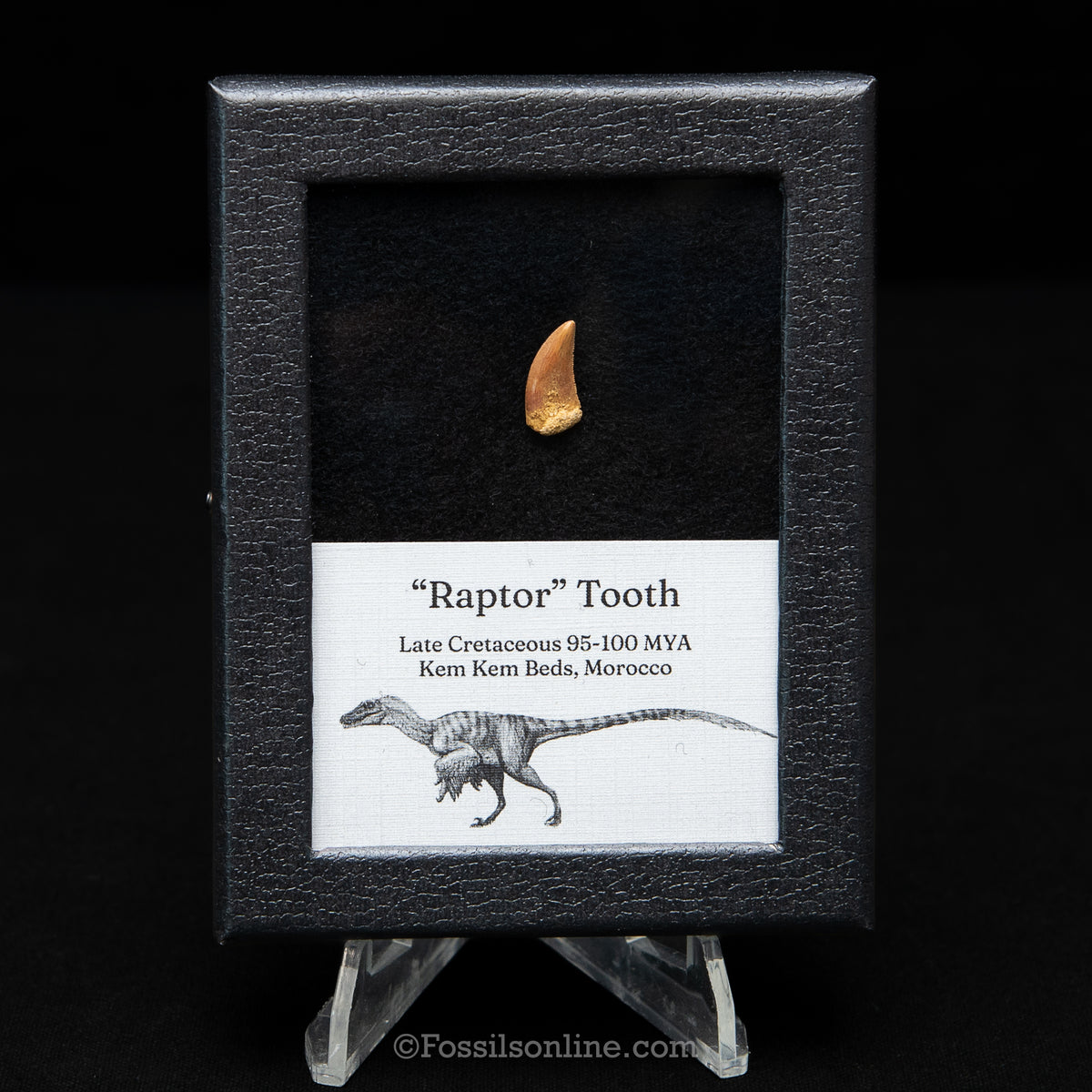 Theropod Dinosaur Tooth "Raptor" in a sm display case