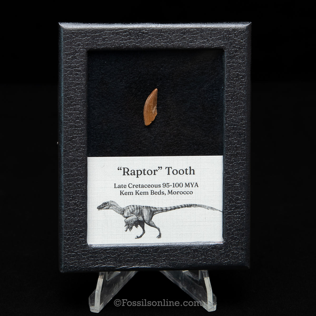 Theropod Dinosaur Tooth "Raptor" in a sm display case
