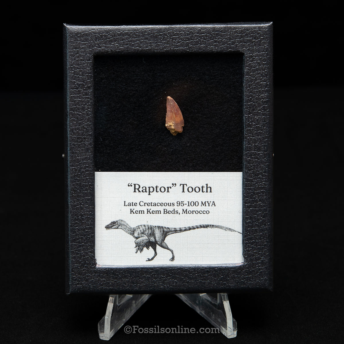 Theropod Dinosaur Tooth "Raptor" in a sm display case