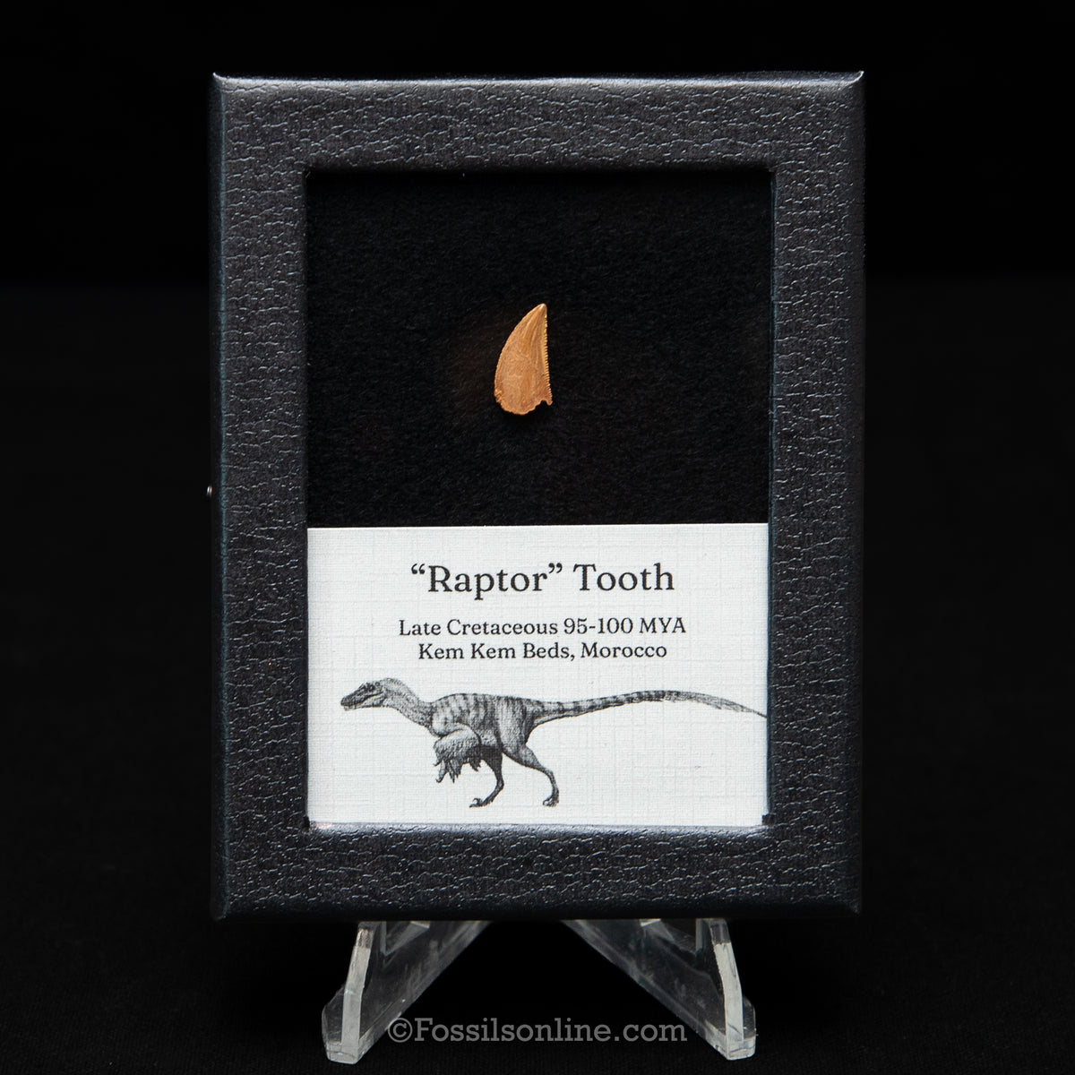 Theropod Dinosaur Tooth "Raptor" in a sm display case