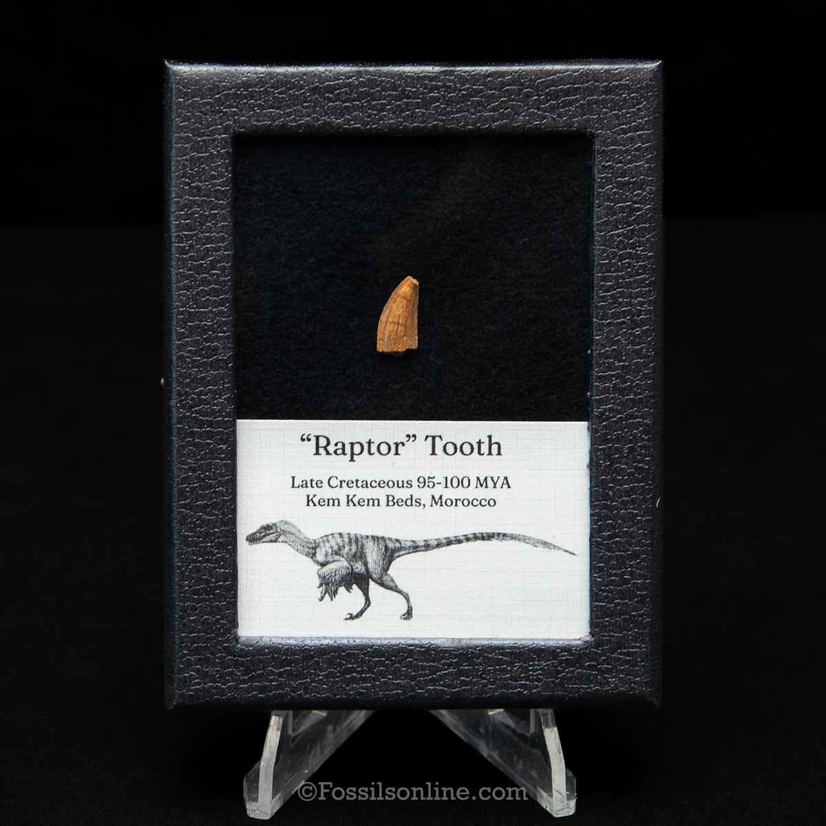 Theropod Dinosaur Tooth "Raptor" in a sm display case