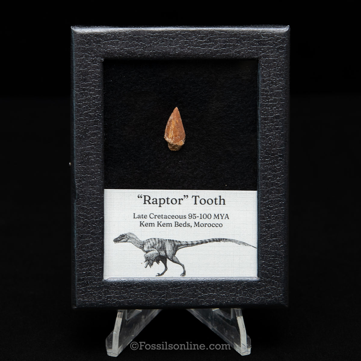 Theropod Dinosaur Tooth "Raptor" in a sm display case