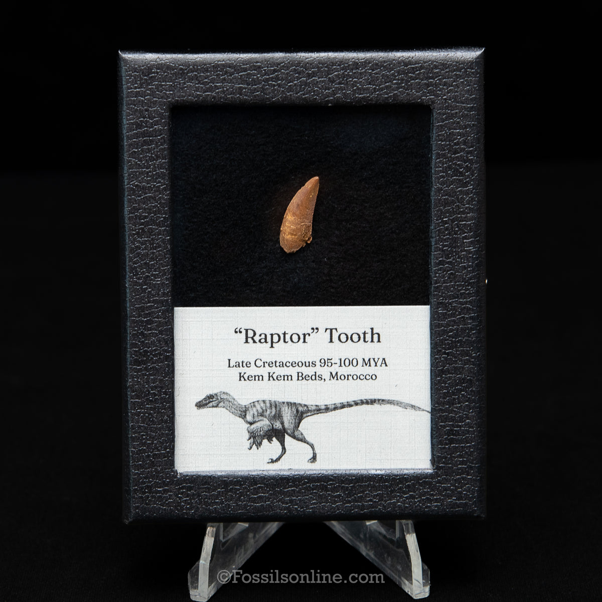 Theropod Dinosaur Tooth "Raptor" in a sm display case