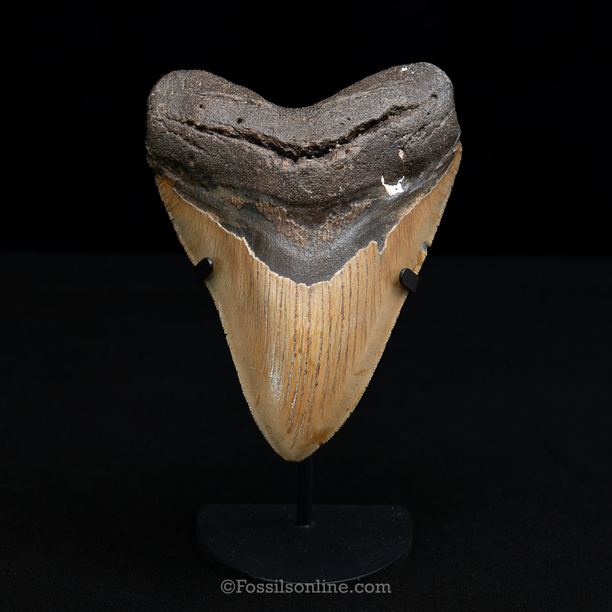 Genuine Prehistoric Fossil Tooth — Meg 5.20", North Carolina