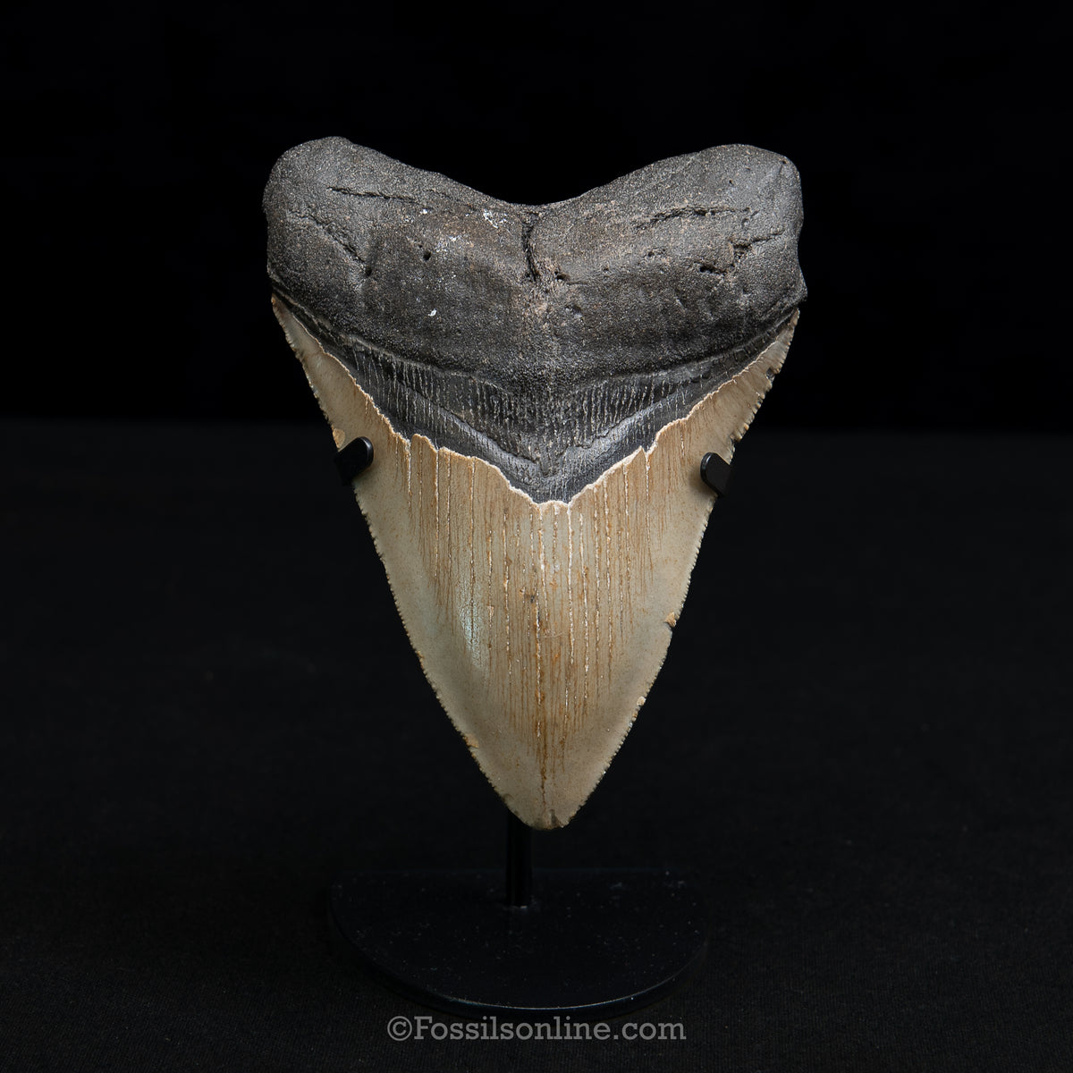 Genuine Prehistoric Fossil Tooth — Meg 5.02", North Carolina
