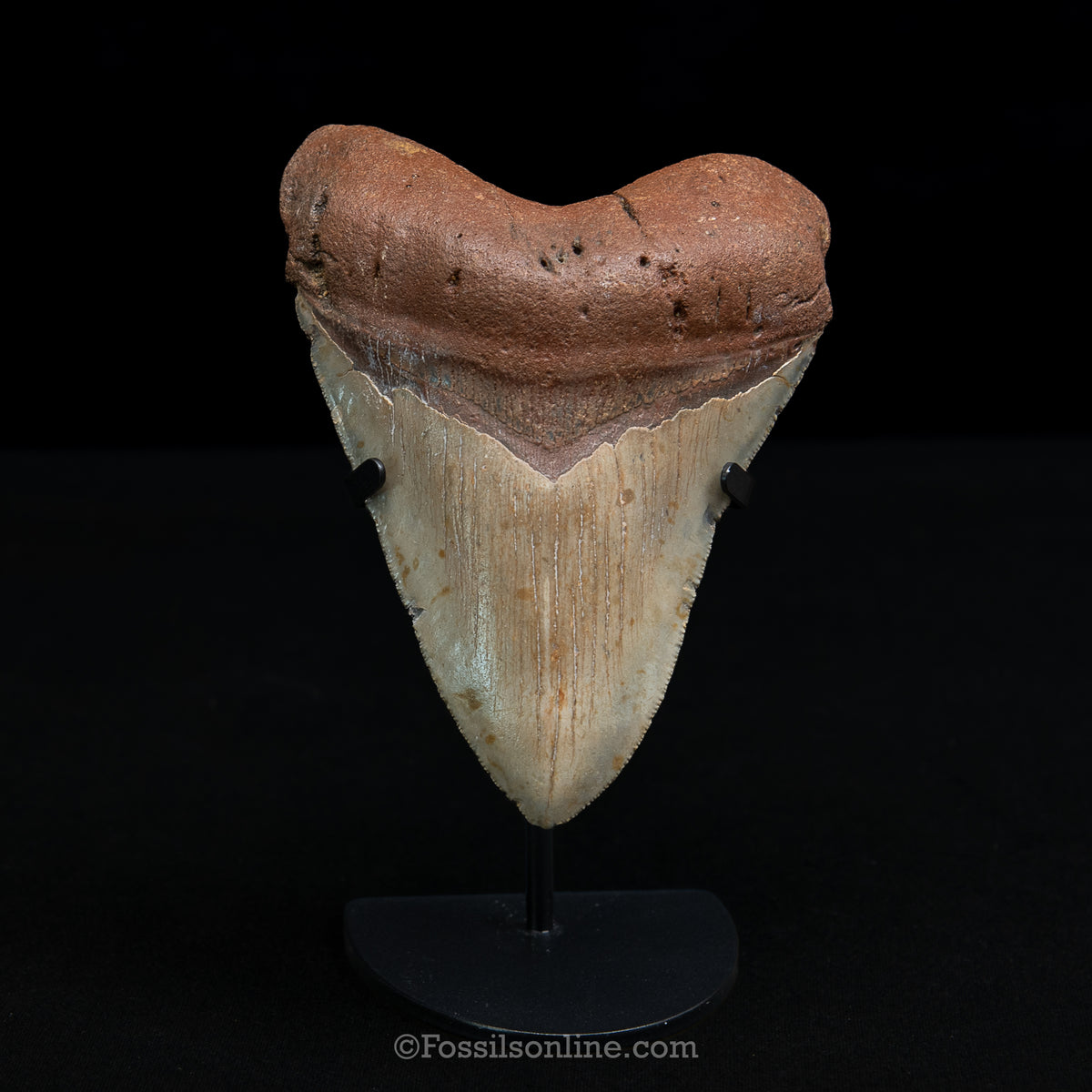 Genuine Prehistoric Fossil Tooth — Meg 5.15", North Carolina