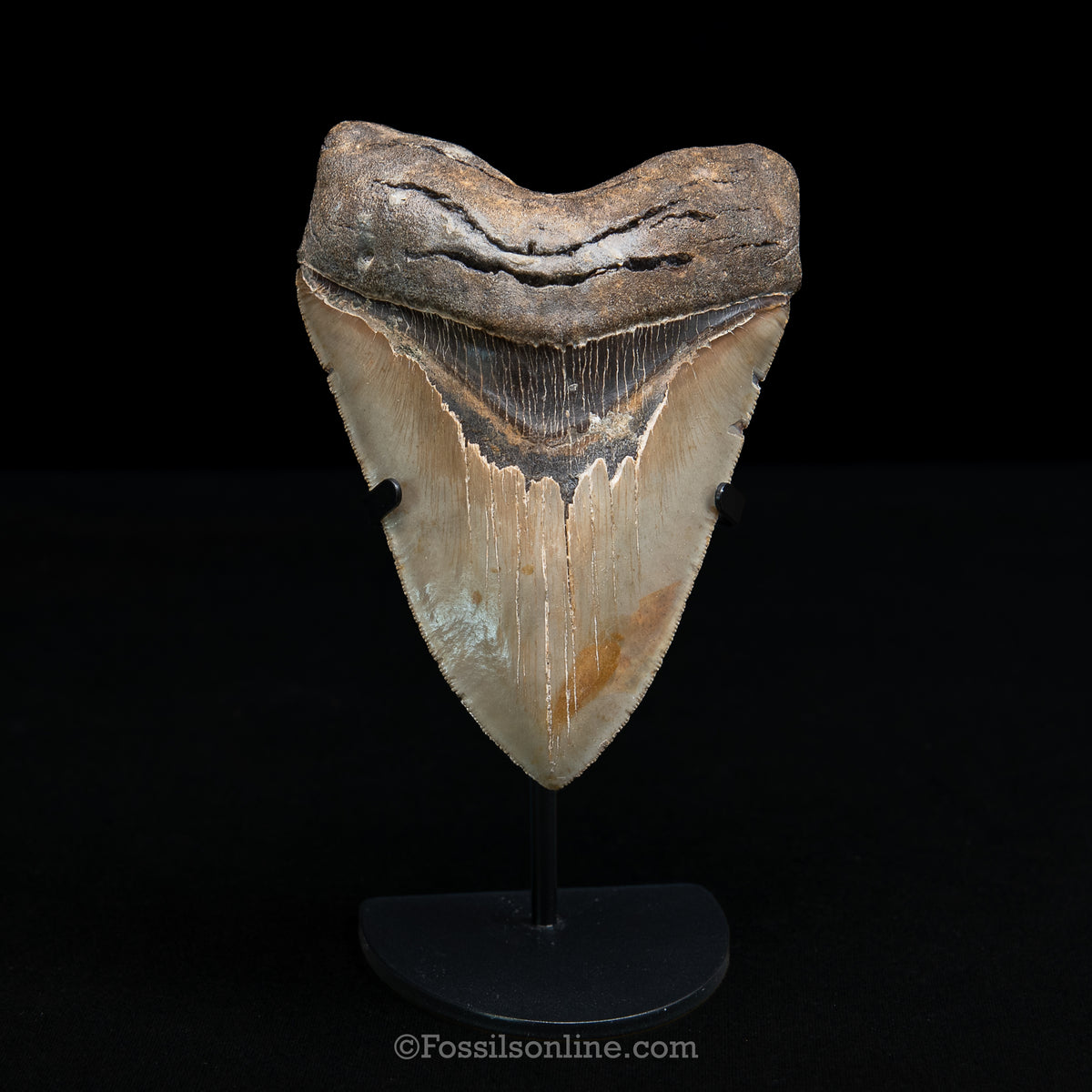 Genuine Prehistoric Fossil Tooth — Meg 5.10", North Carolina