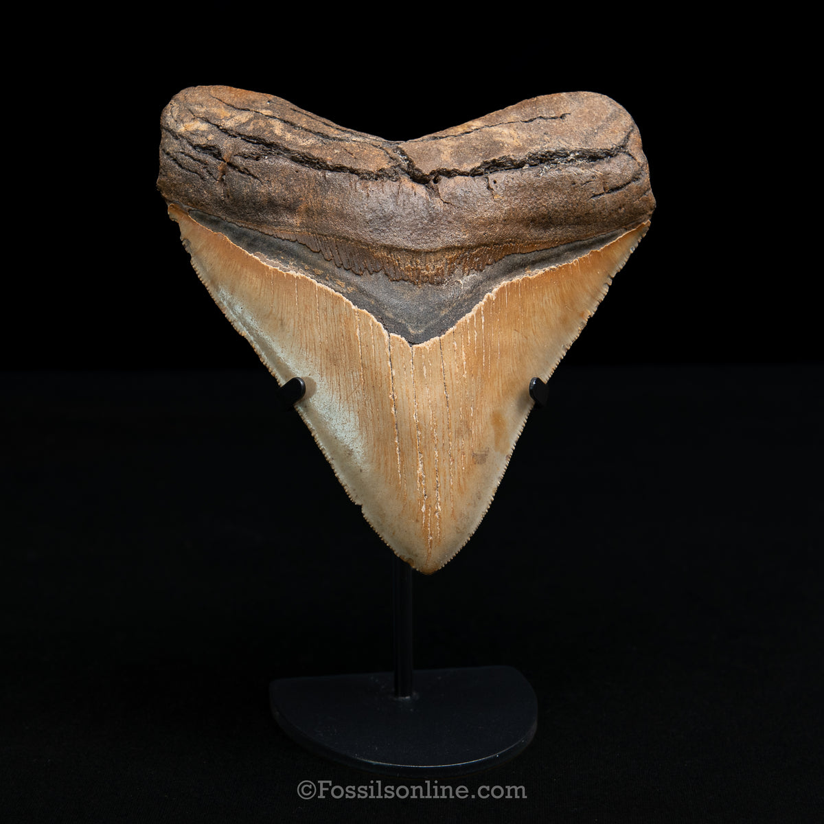 Genuine Prehistoric Fossil Tooth — Meg 5.52", North Carolina