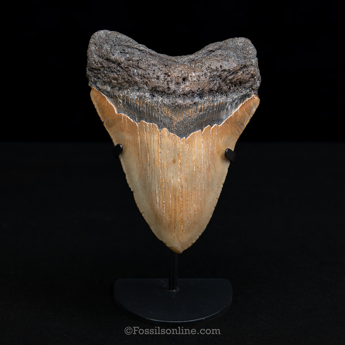 Genuine Prehistoric Fossil Tooth — Meg 5.50", North Carolina