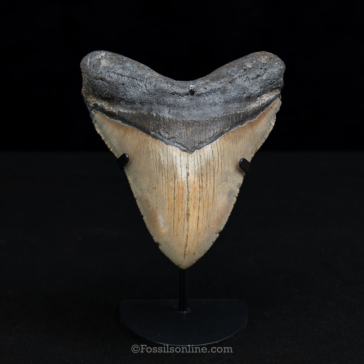 Genuine Prehistoric Fossil Tooth — Meg 5.1", North Carolina