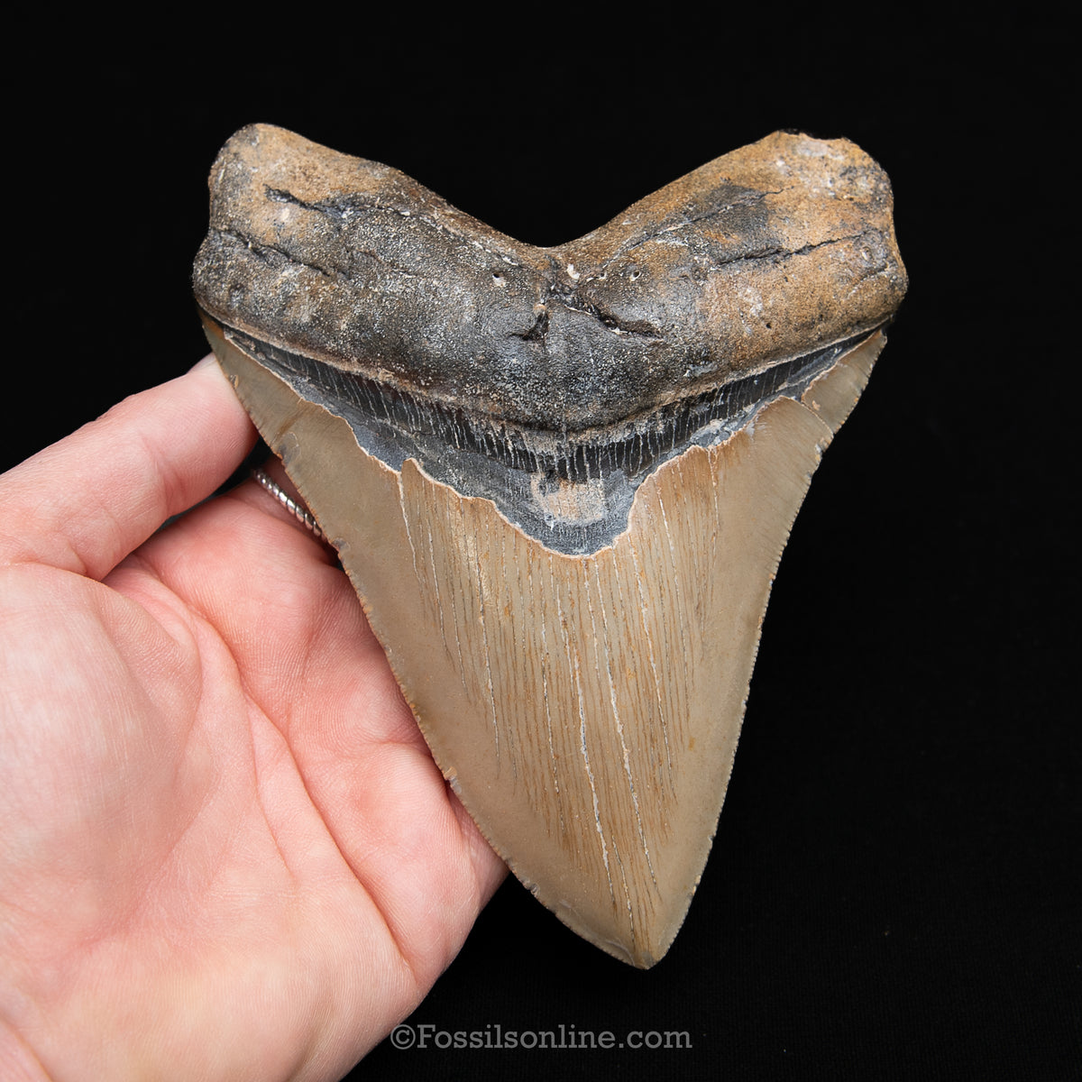 Genuine Prehistoric Fossil Tooth — Meg 5.44", North Carolina