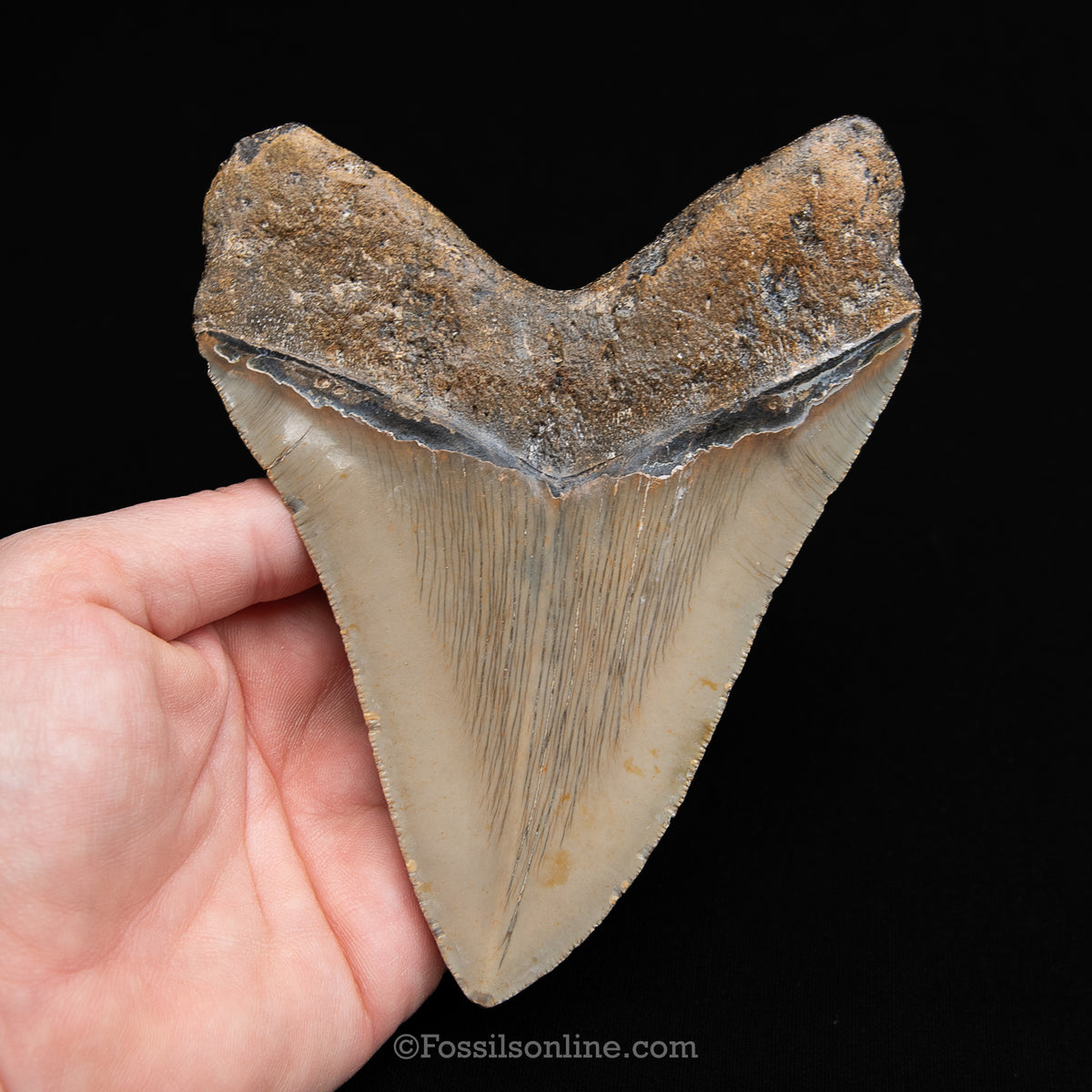 Genuine Prehistoric Fossil Tooth — Meg 5.44", North Carolina