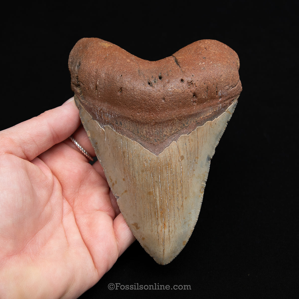 Genuine Prehistoric Fossil Tooth — Meg 5.15", North Carolina