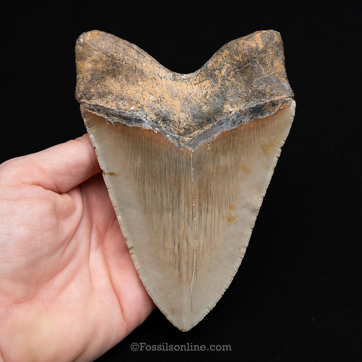 Genuine Prehistoric Fossil Tooth — Meg 5.10", North Carolina