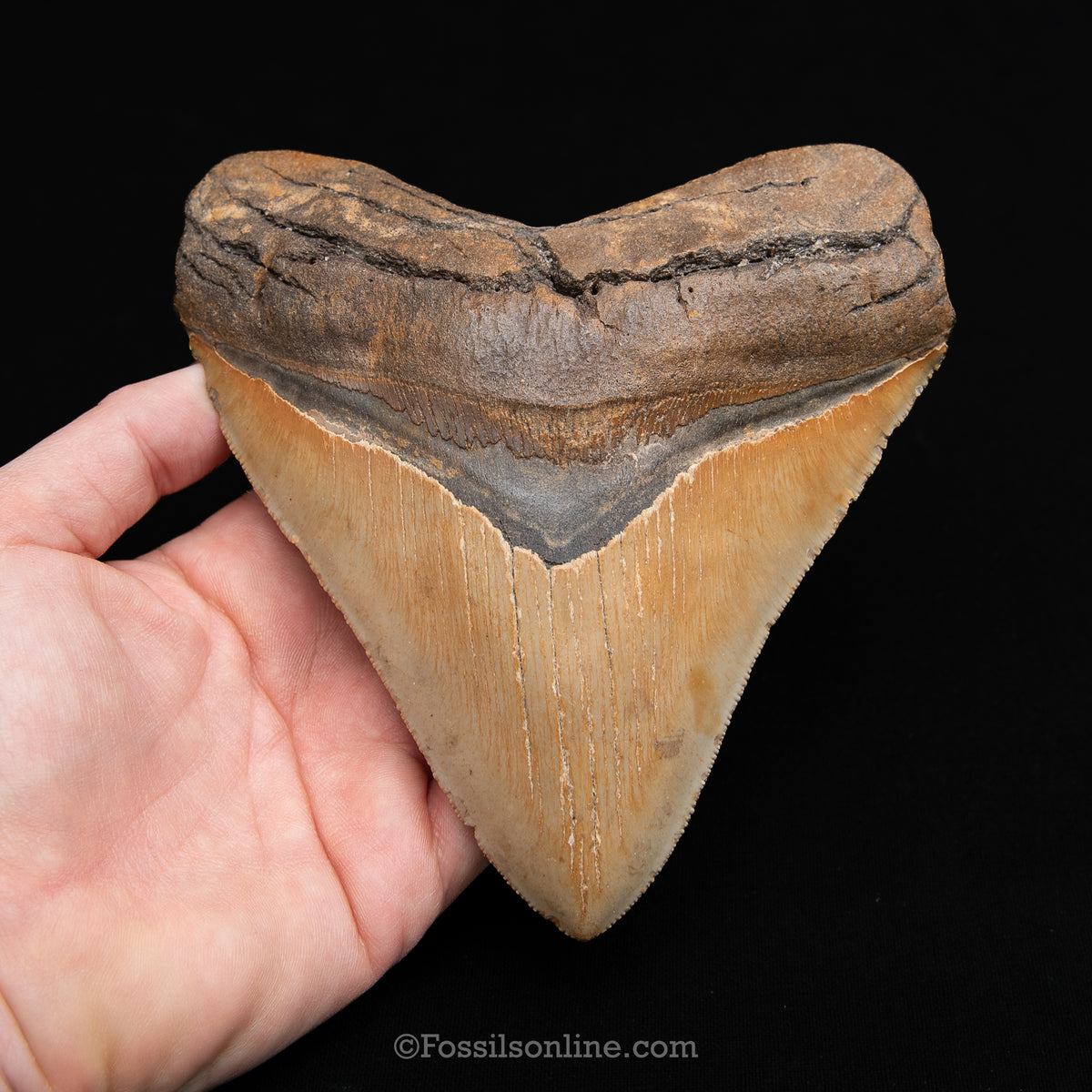 Genuine Prehistoric Fossil Tooth — Meg 5.52", North Carolina
