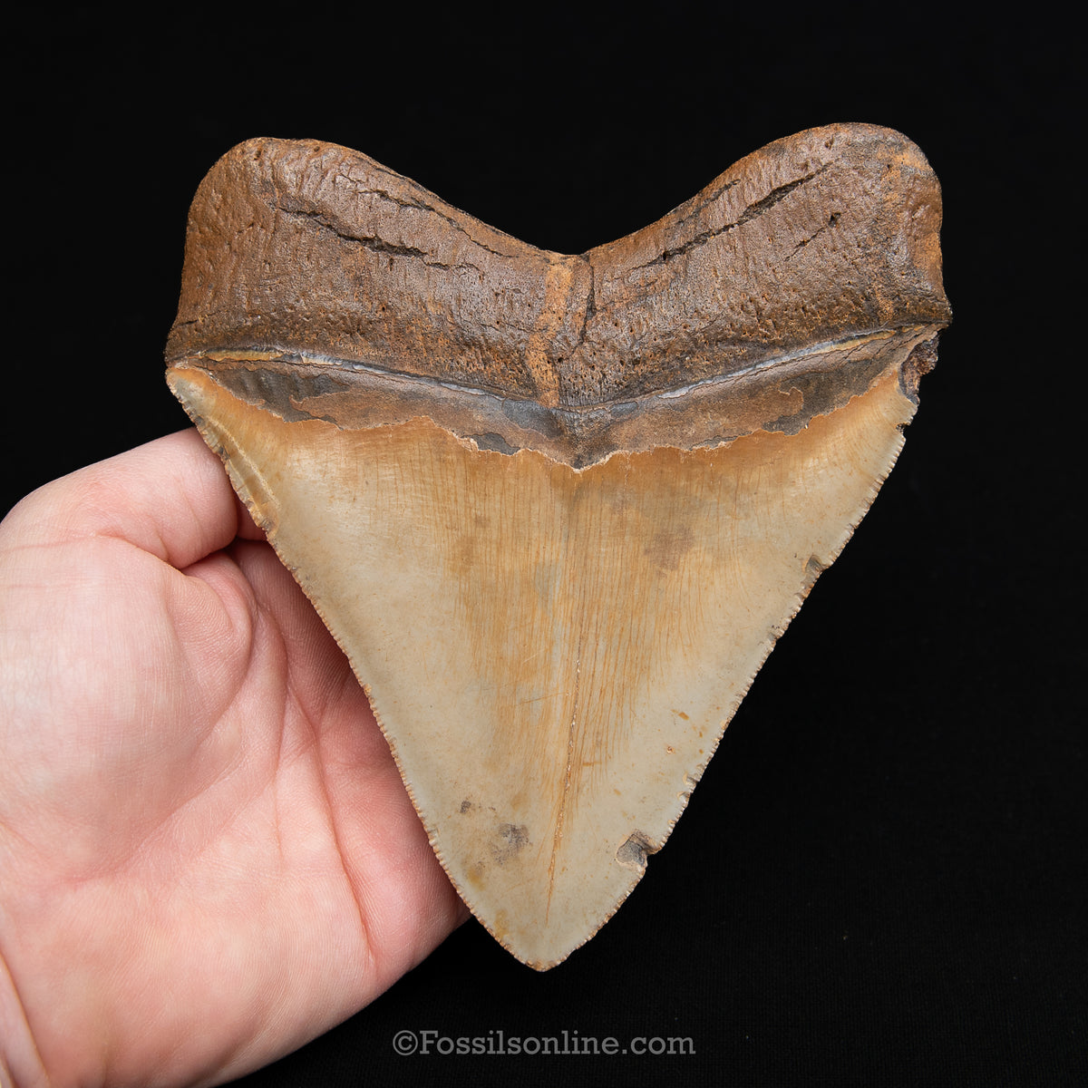 Genuine Prehistoric Fossil Tooth — Meg 5.52", North Carolina