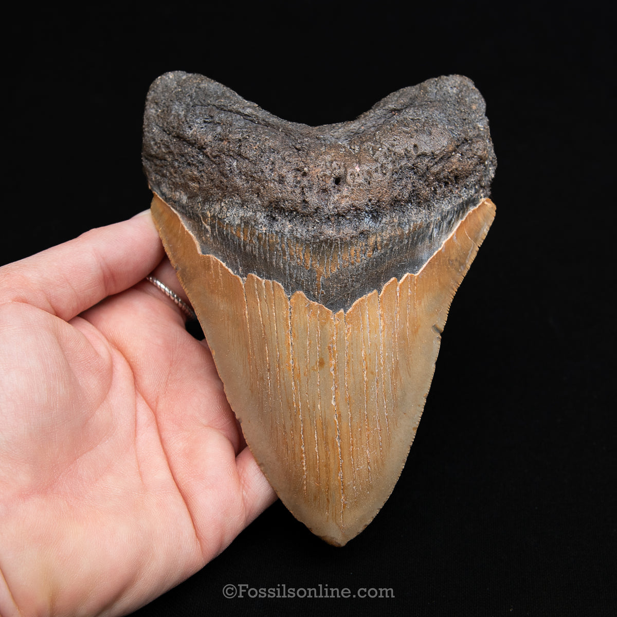 Genuine Prehistoric Fossil Tooth — Meg 5.50", North Carolina