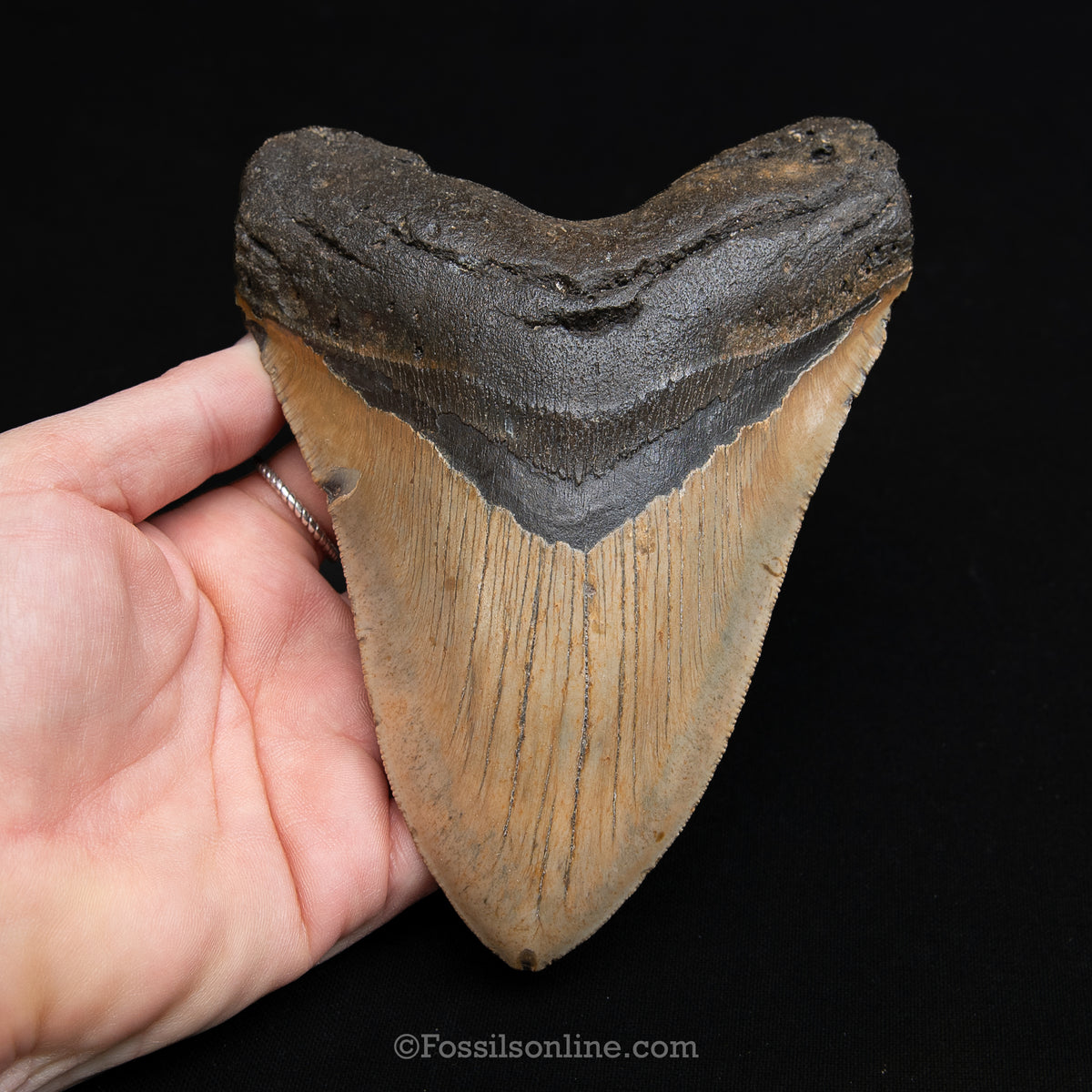 Genuine Prehistoric Fossil Tooth — Meg 5.84", North Carolina