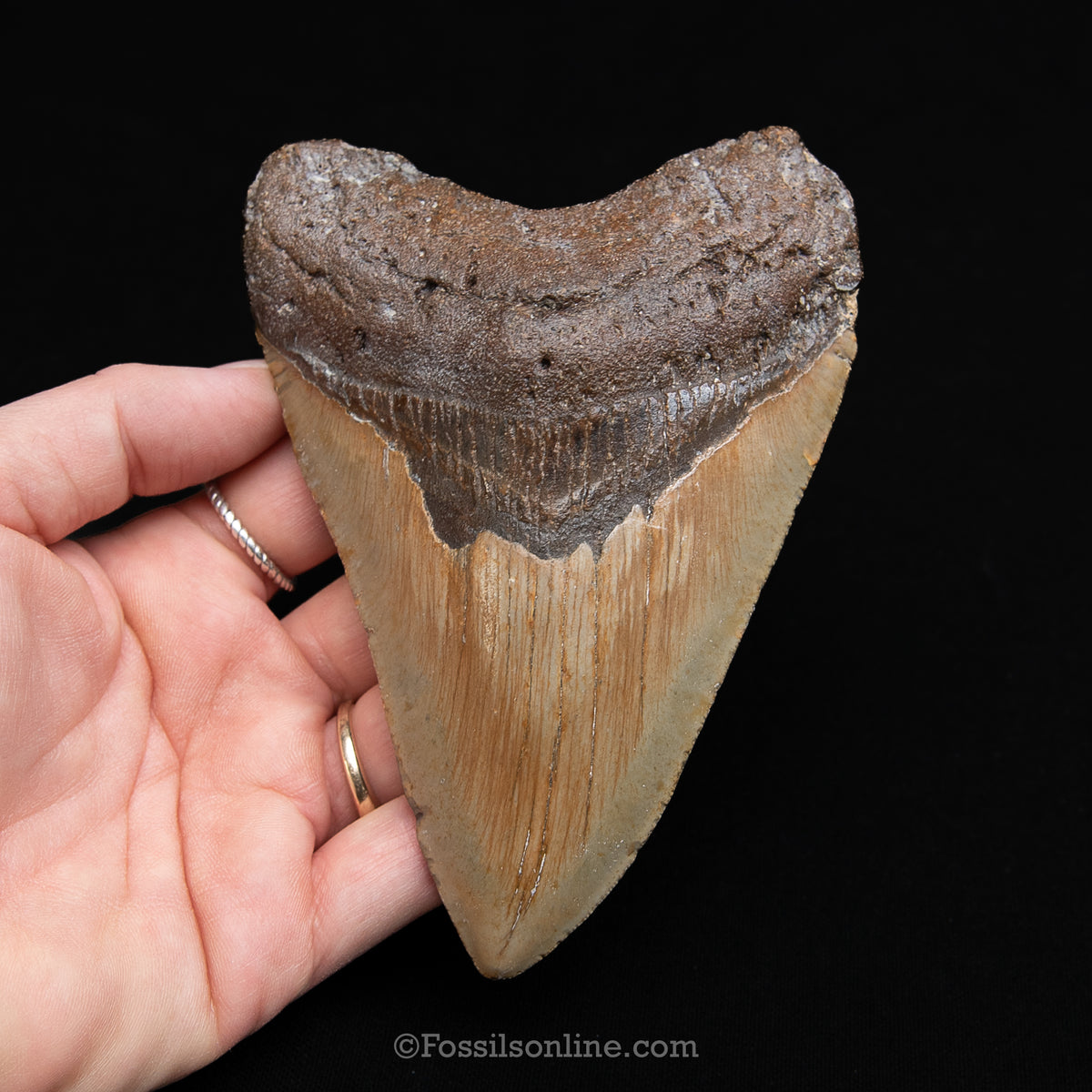 Genuine Prehistoric Fossil Tooth — Meg 4.95", North Carolina
