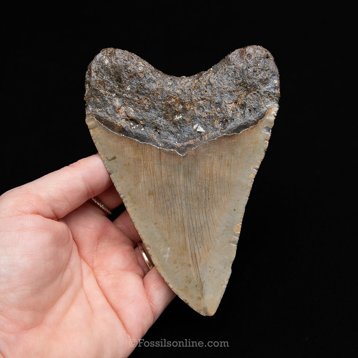 Genuine Prehistoric Fossil Tooth — Meg 4.95", North Carolina