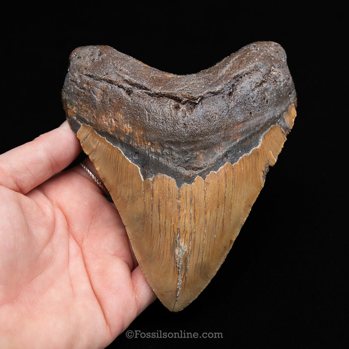 Genuine Prehistoric Fossil Tooth — Meg 5.17", North Carolina