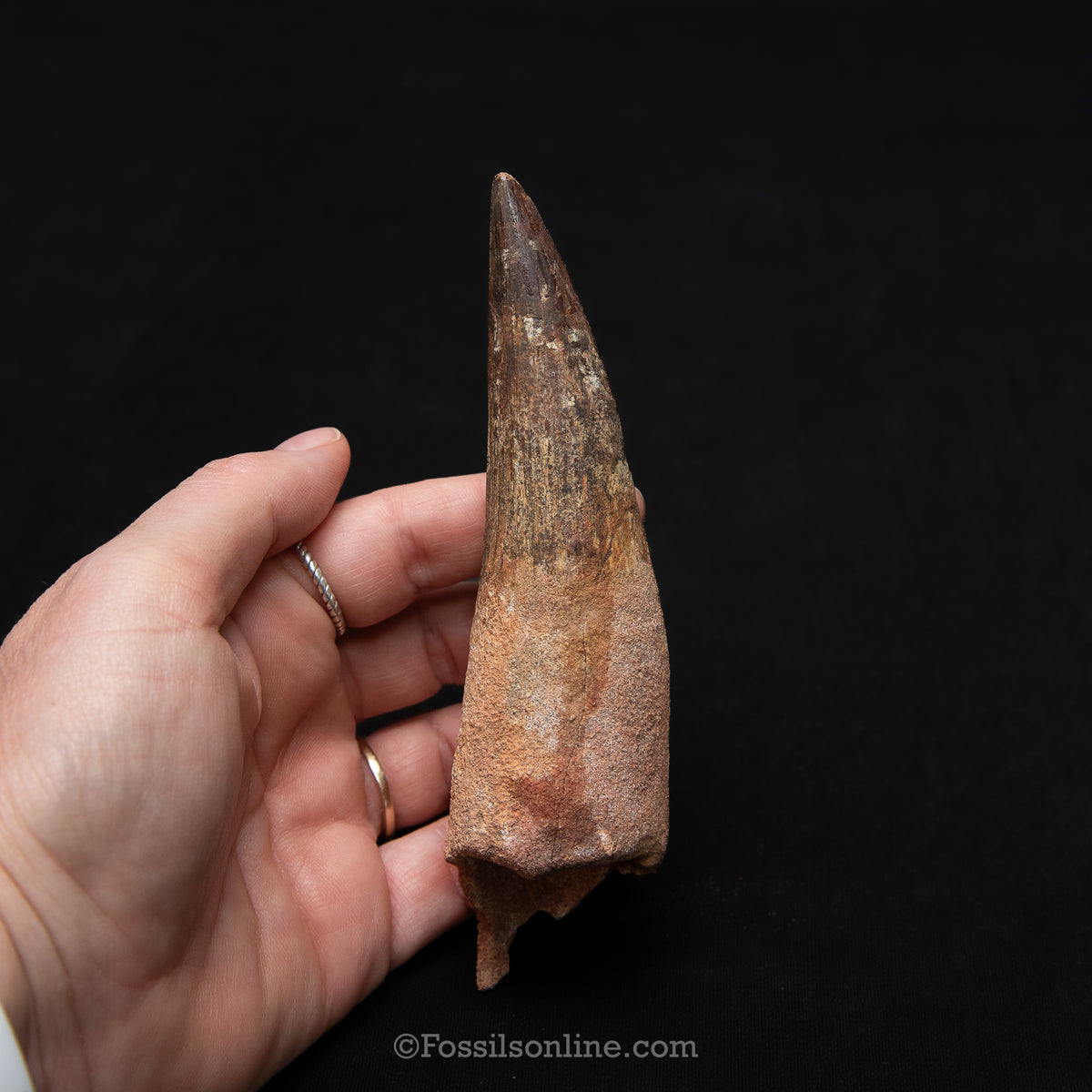 XL Spinosaurus Dinosaur Tooth in Lg Case