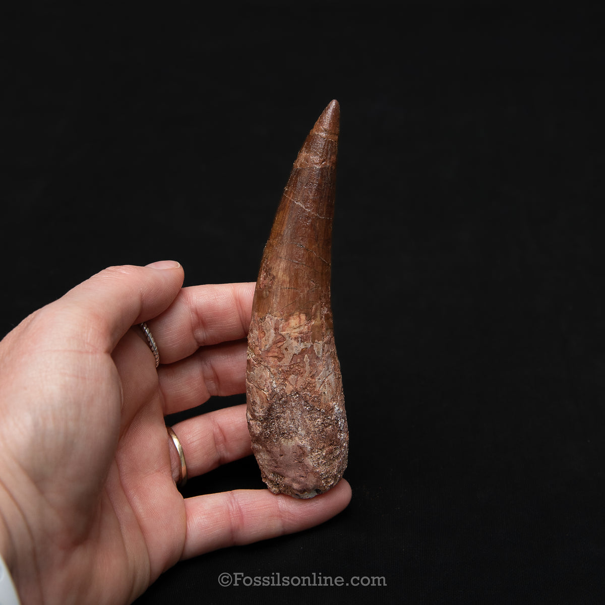 XL Spinosaurus Dinosaur Tooth in Lg Case