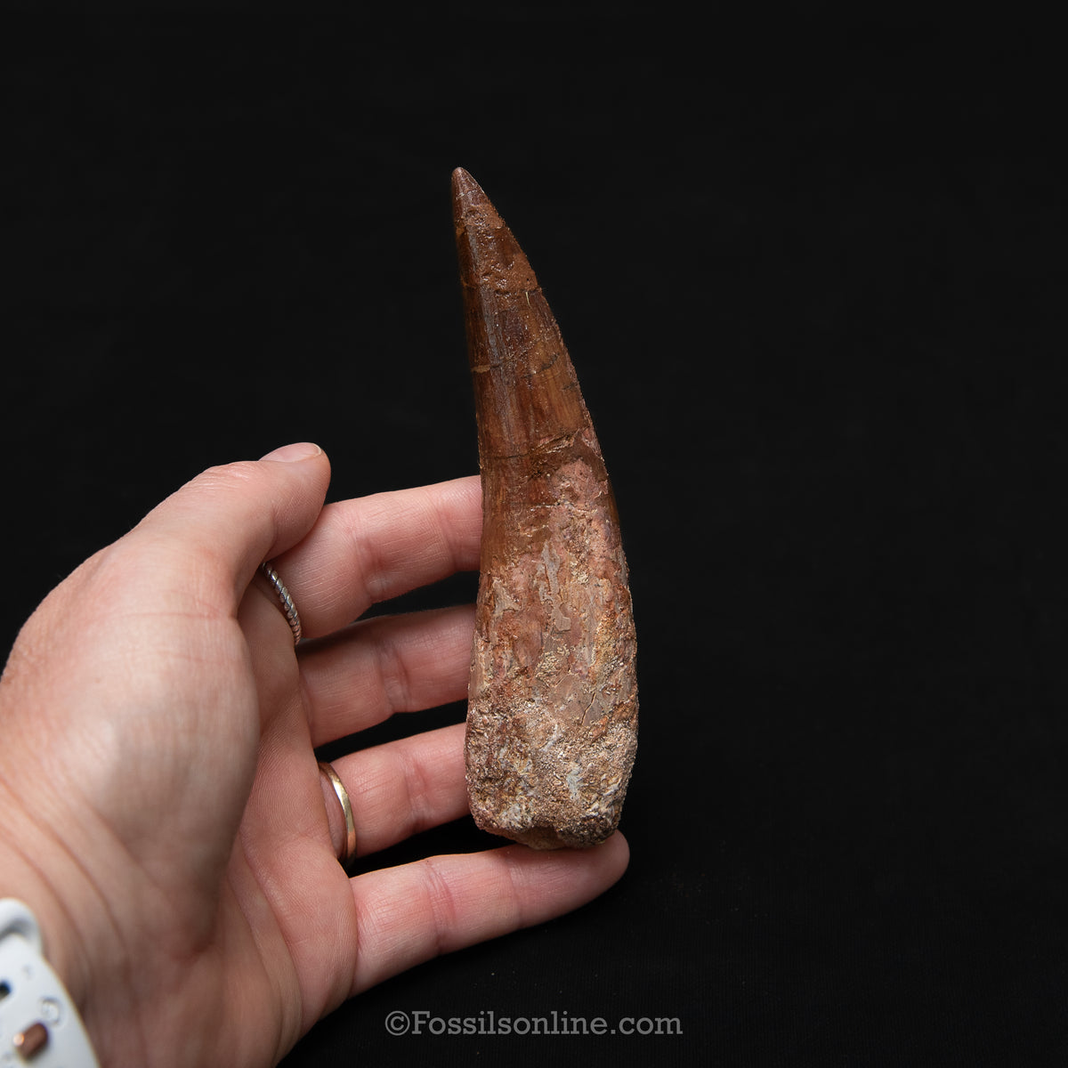 XL Spinosaurus Dinosaur Tooth in Lg Case