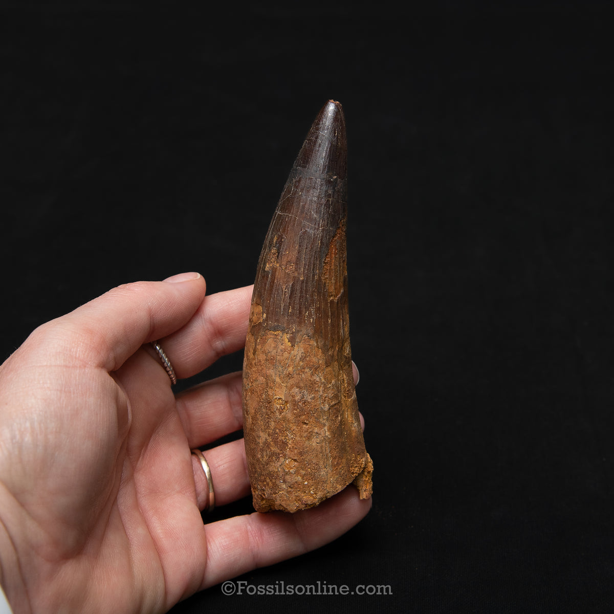 XL Spinosaurus Dinosaur Tooth in Lg Case