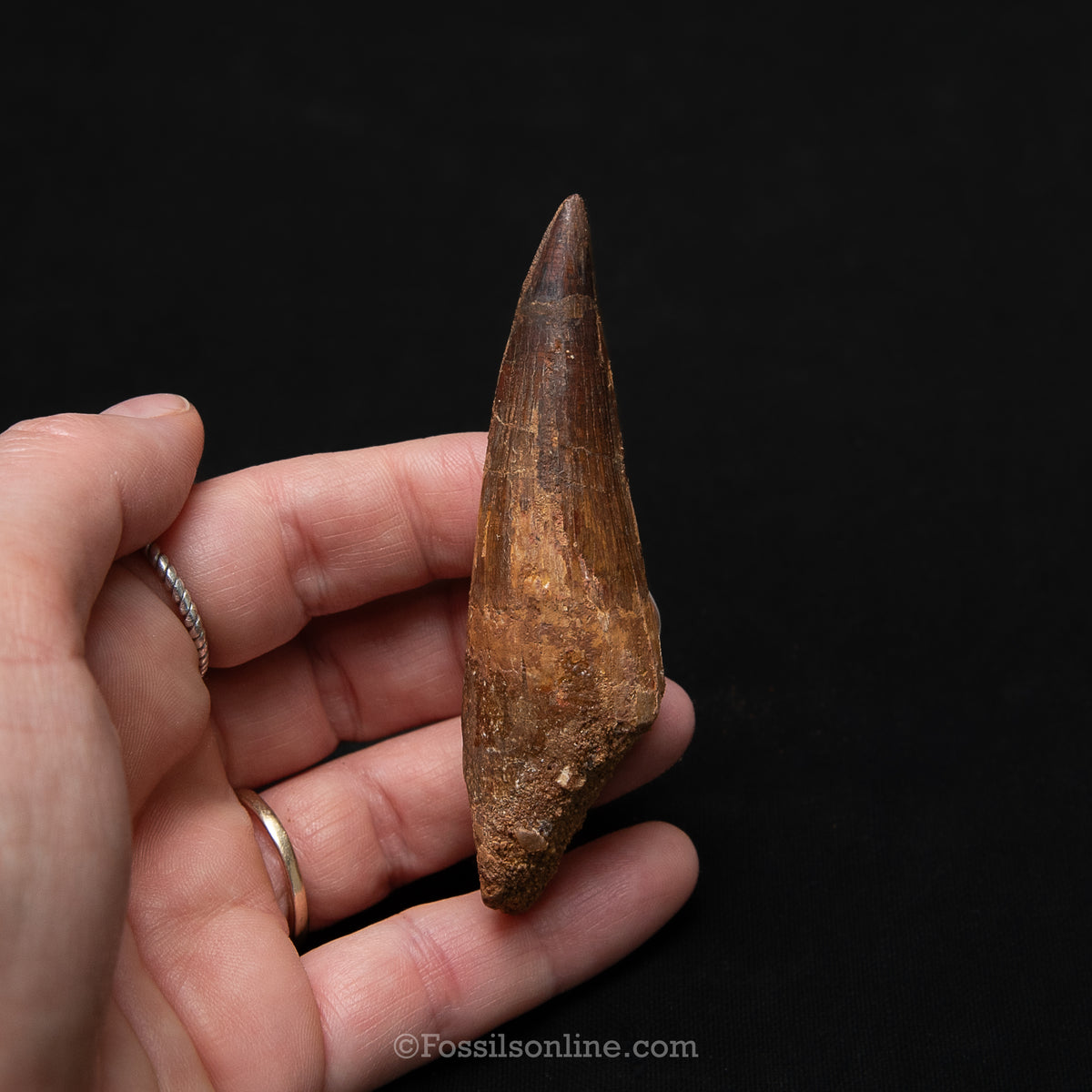 Spinosaurus Dinosaur Tooth Med Case